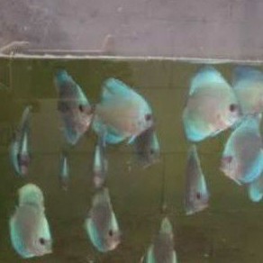 

discus blue diamond / ikan hias / aquasqape