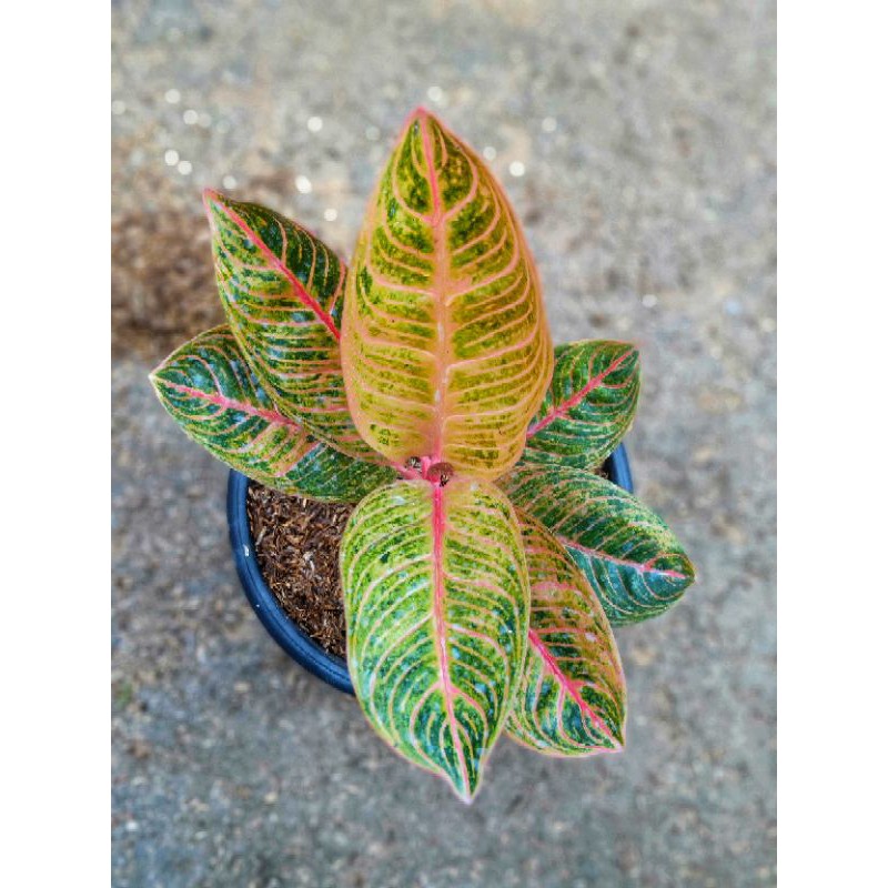 aglonema kresna golden