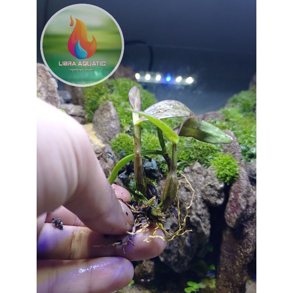 tanaman paludarium anggrek mini 5 gratis 1
