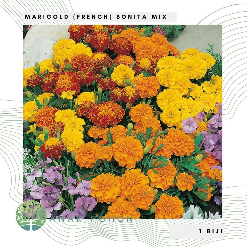 Benih Bibit Biji - Bunga Marigold (French) Bonita Mix Flower Seeds - IMPORT