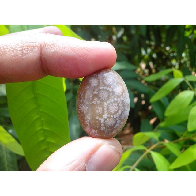 Natural Batu Akik Coral Fossil (Teratai/Lipan/Sarang Tawon Dll) #7