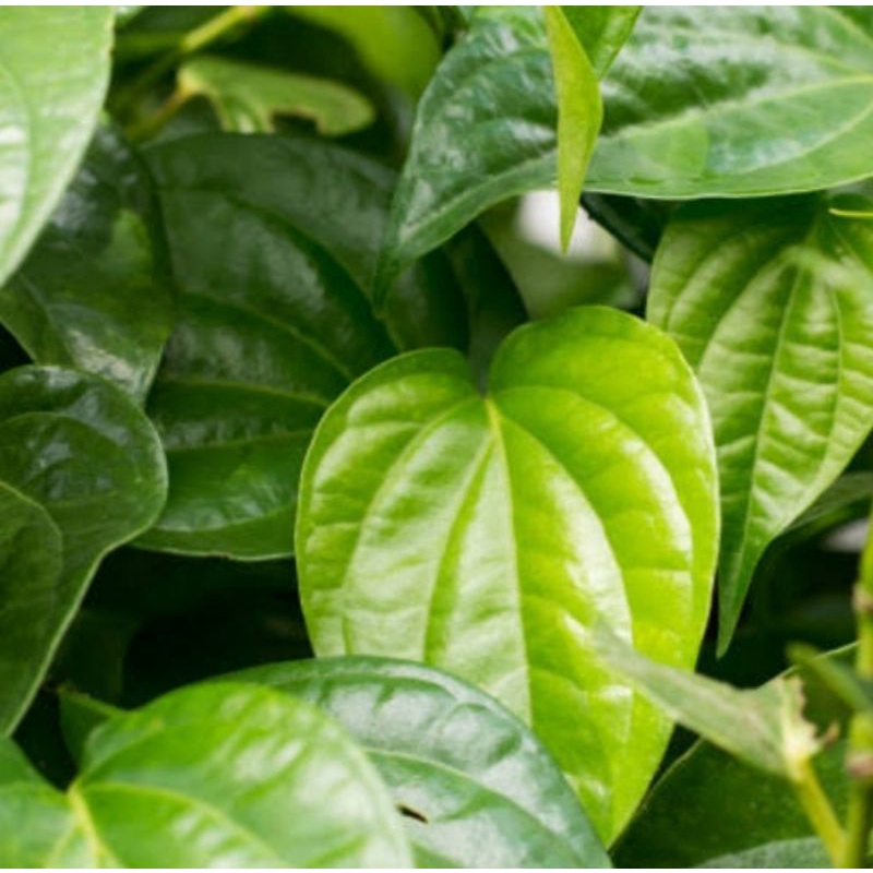 

Daun Sirih hijau fresh herbal petik dadakan
