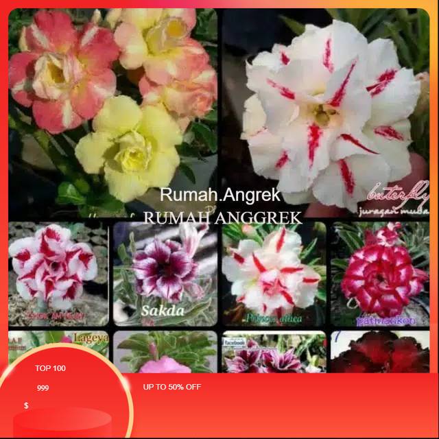 Paket 10 Adenium Kamboja Jepang-adenium bunga tumpuk-obesum-kamboja jepang-kemboja-bibit tanaman hia