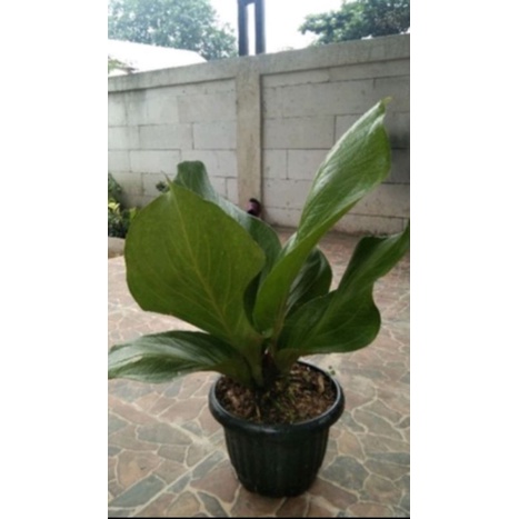 Anthurium jemani cobra katalog murah