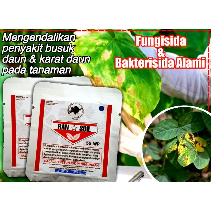 Bakterisida dan Fungisida Aglonema 55WP Ransoil anti bakteri dan jamur Aglonema Termurah
