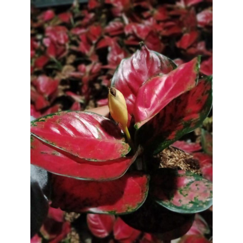 aglonema red anjamani jumbo