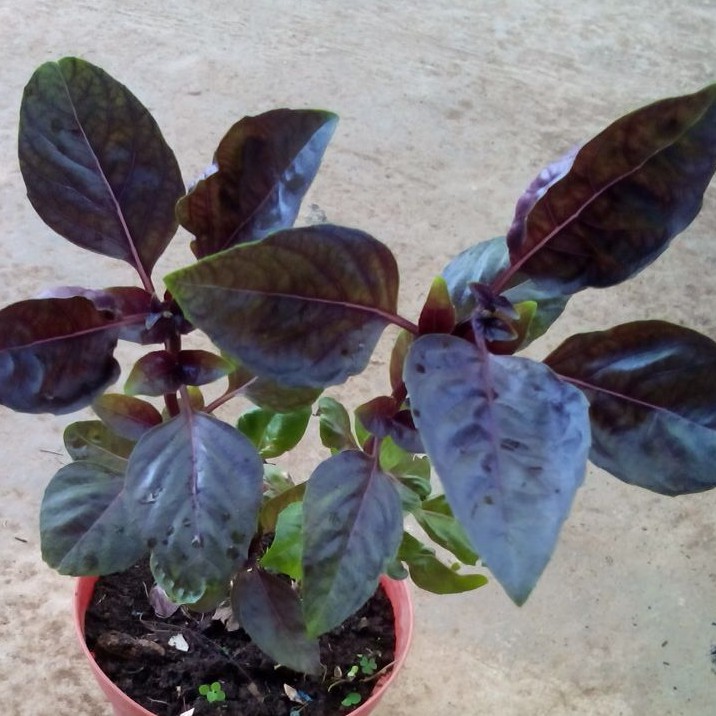 Tanaman Basil Ungu | Pohon Basil Ungu