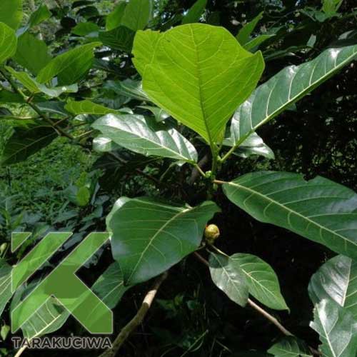 

Obat Herpes & penyakit kulit - Awar-awar - Ficus septicum Burm.b. (segar - organik)