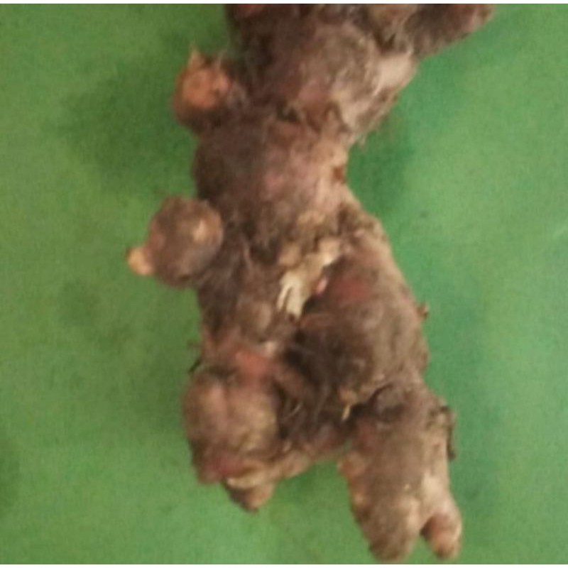 

Jahe Merah ANTI CORONA 1/2 Kg