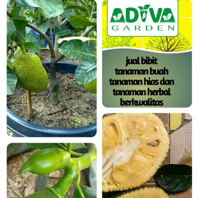 Bibit pohon nangka Mini sudah berbuah super