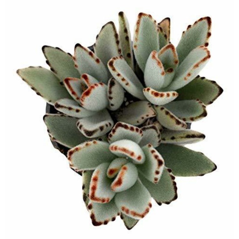 Sukulen Kalanchoe Tomentosa