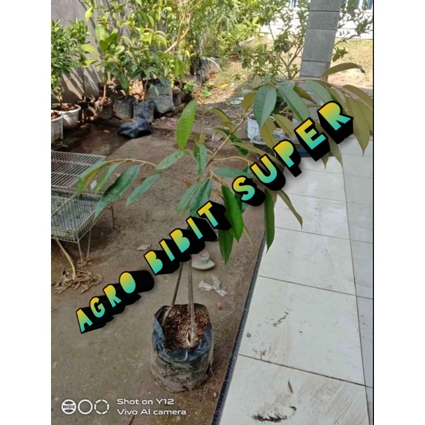 bibit durian monthong kaki 3 hasil okulasi