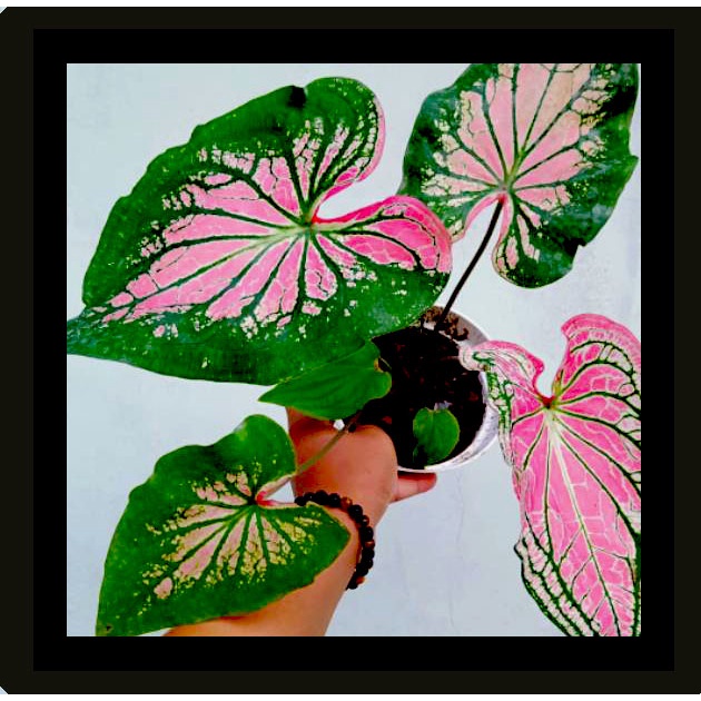 Tanaman hias Chaladium Wayang bunga hidup alokasia keladi wayang