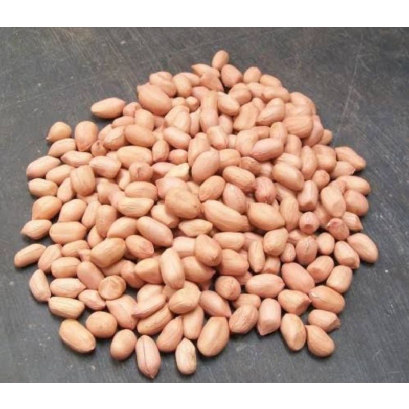 biji kacang, benih kacang, bibit kacang tanah super 500 gr