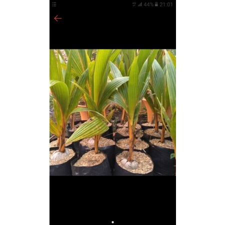 Pohon kelapa gading kuning