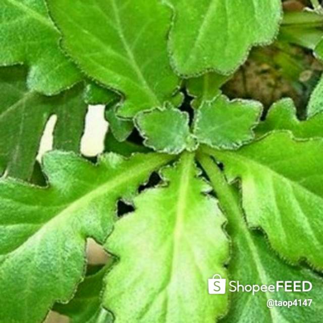 

Daun dewa segar 100% original