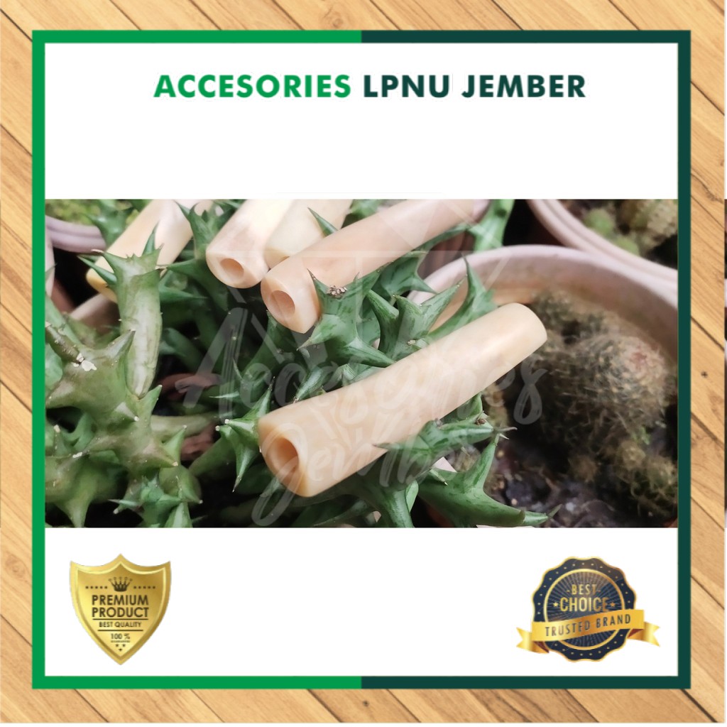 Pipa Once Iga Duyung Original Pipa Iga duyung Kristal 6 7 8 9 10 Cm /