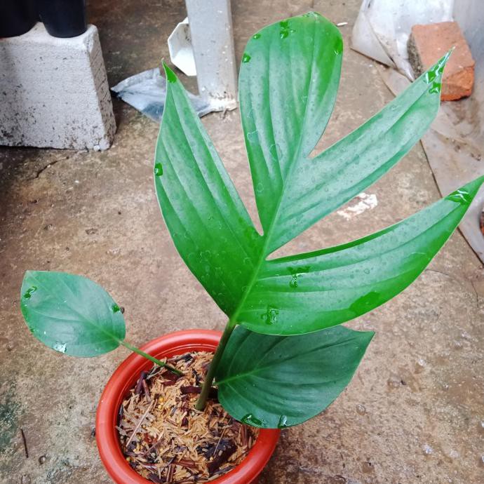 Tanaman Hias Rhaphidophora Decursiva Mawarolshop1