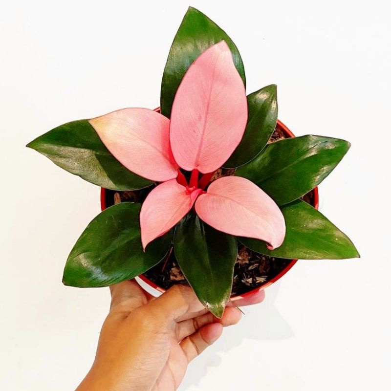 Tanaman Hias Philo Pink / Philodendron Congo Pink princess