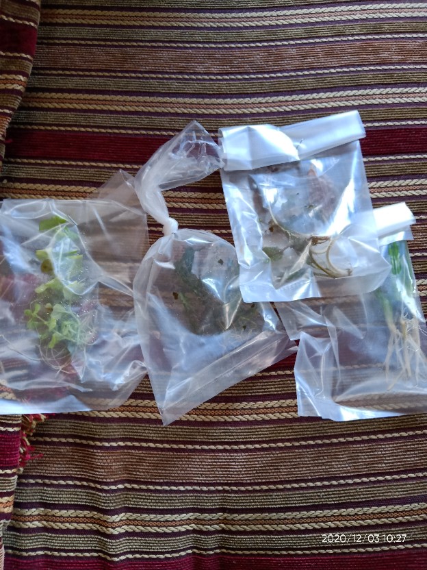 Buce Phalandra Batangan