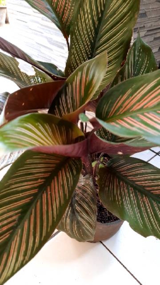 Calathea Ornata Pink Strip Tanaman Hias Outdoor Shopee Calathea Ornata Pink Strip Tanaman Hias Outdoor Shopee