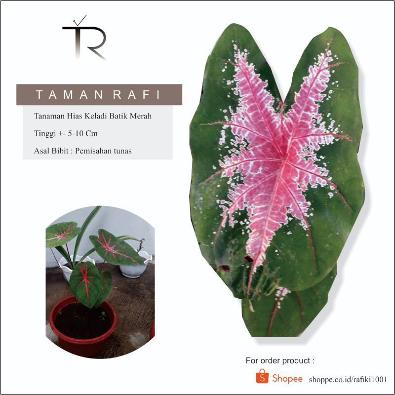 Tanaman Hias Keladi Batik Merah - Ace Of Heart - Jantung Hati