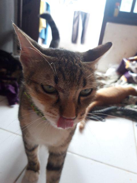 Rak Display Putar Matahari 7 Susun Besi Kuat Tebal  Ada Roda