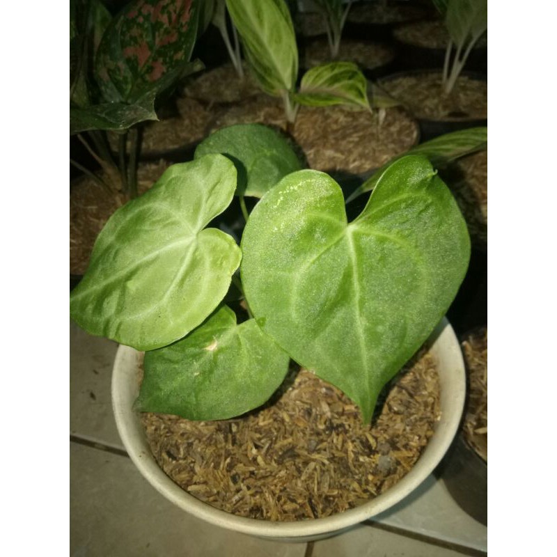 promo tanaman hias kuping gajah tarantula love-kuping gajah tarantula-tarantula kuping gajah-tarantu