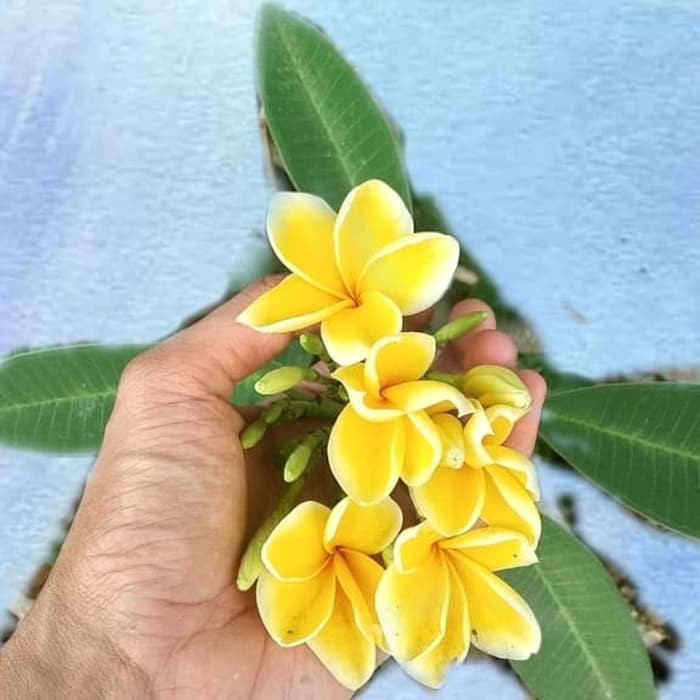 bibit steak batang Kamboja kamboja bunga kuning