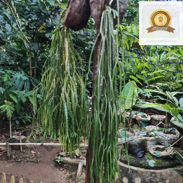 Tanaman Hias Kumpay Murah