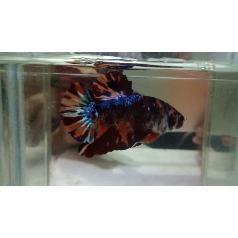 Ikan Cupang Nemo Tiger Multicolor Shopee Indonesia