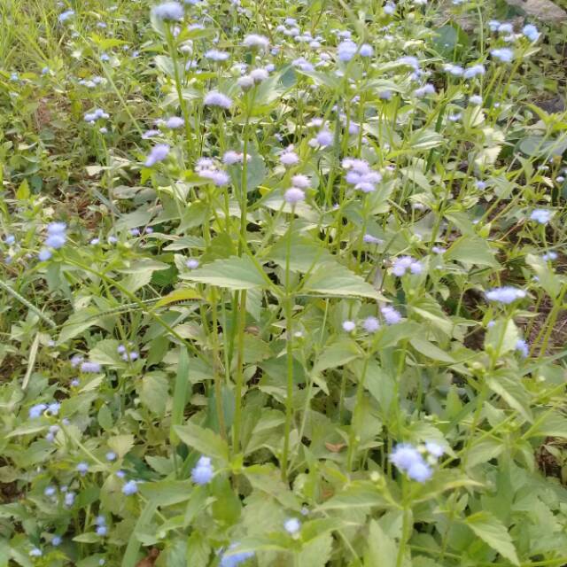 

DAUN BADOTAN FRES SEGAR 1KG