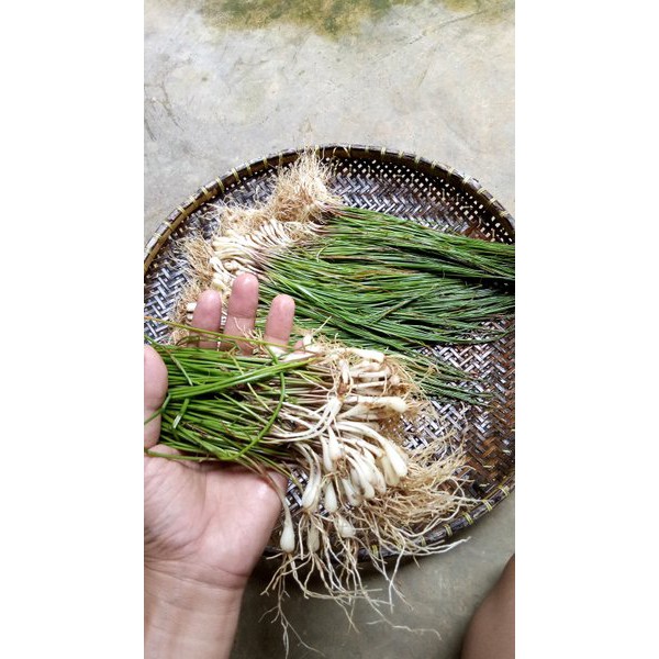 

Bawang Kucai atau Bawang Kuncai