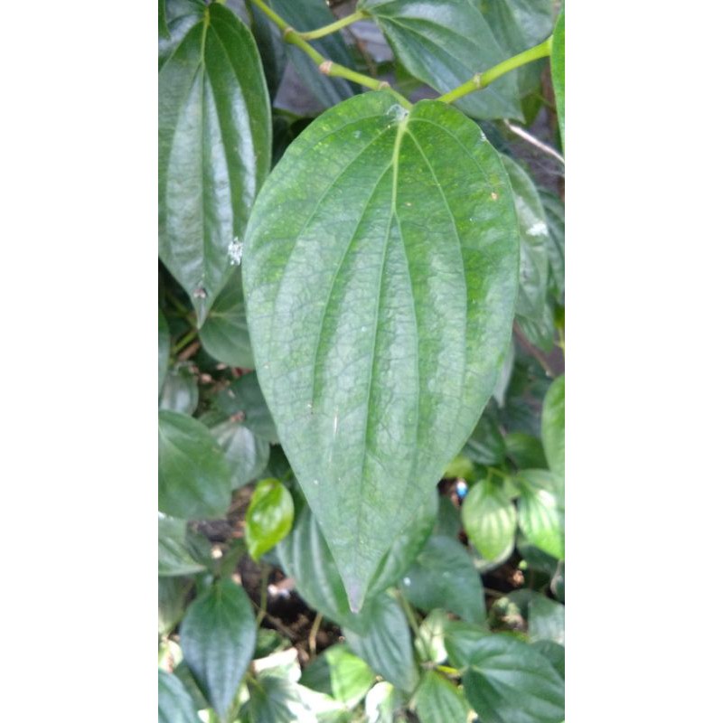 7 LEMBAR DAUN SIRIH /SIRIH /DAUN KESEHATAN