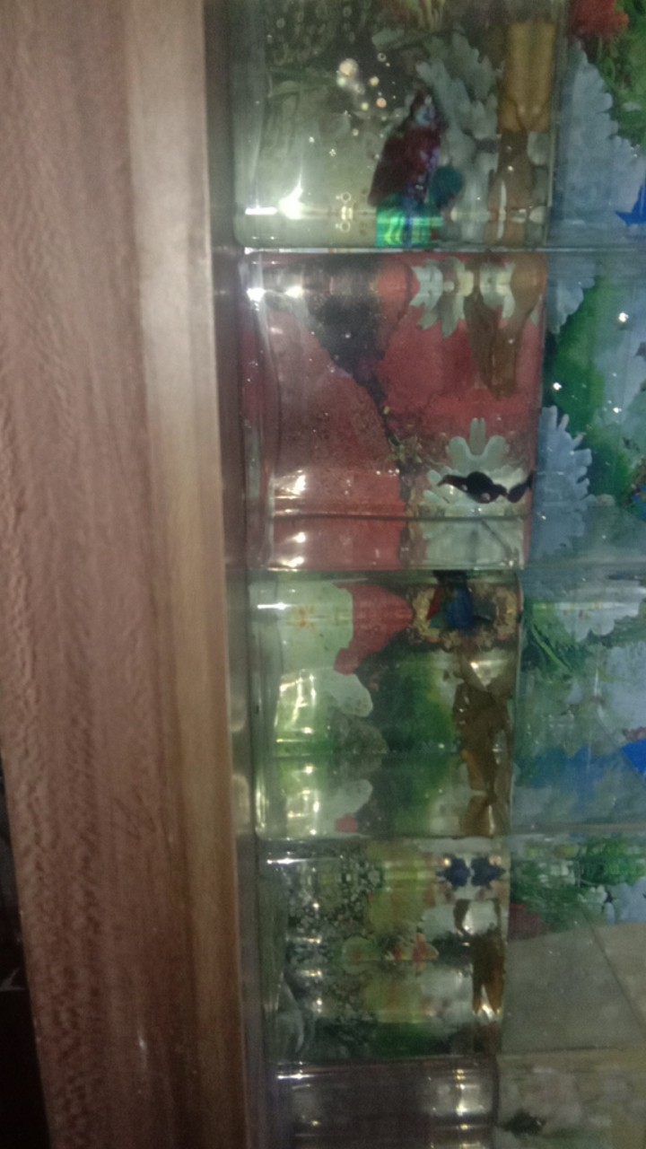 Soliter Akrilik Ikan Cupang