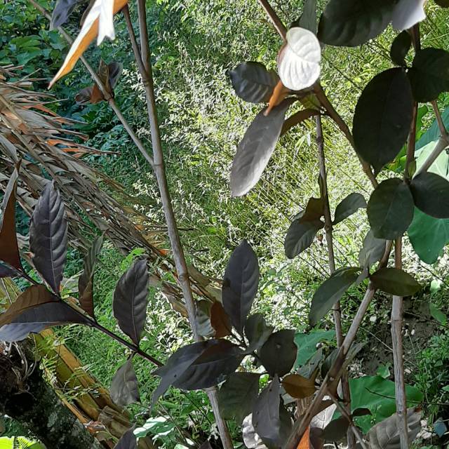 

Daun ungu segar.. obat wasir