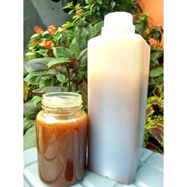 

MADU HUTAN SUMATERA MURNI ASLI MURAH 1 KG