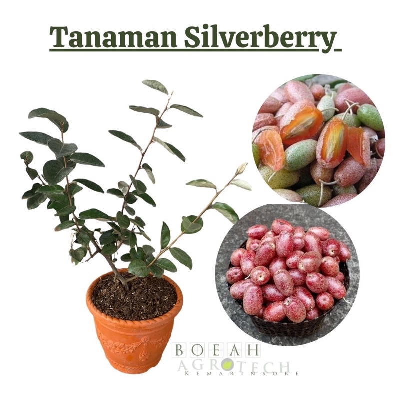 Bibit Tanaman Silverberry Import