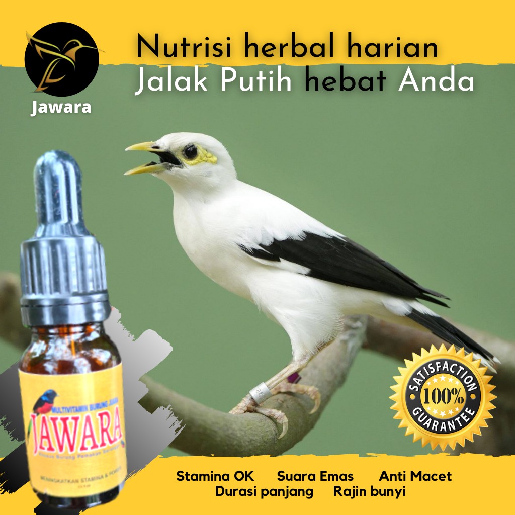 JAWARA Nutrisi Herbal Harian Kicau Burung Jalak Putih