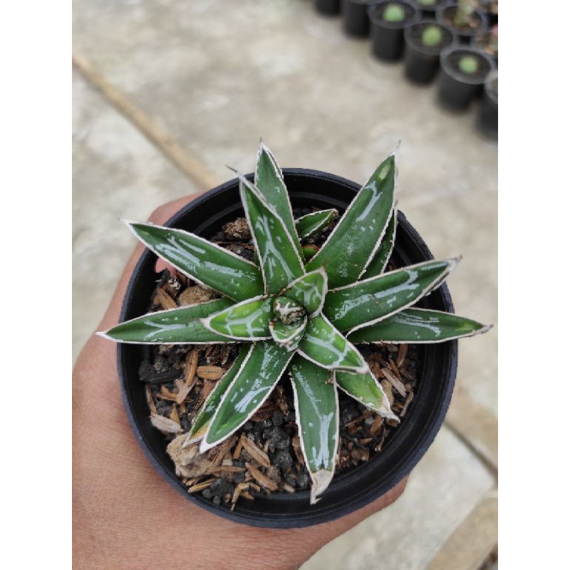 Agave Victoria Reginae Compacta | Agave Tipe X
