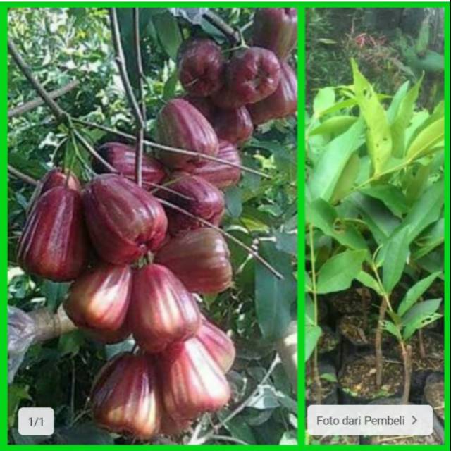 bibit jambu air king rose jumbo murah