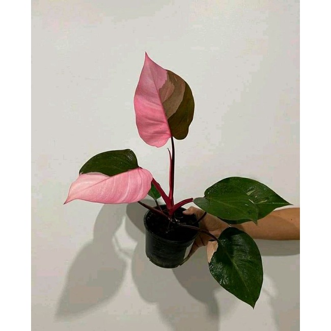 philodendron pink princess bibit stek orginal berkualitas