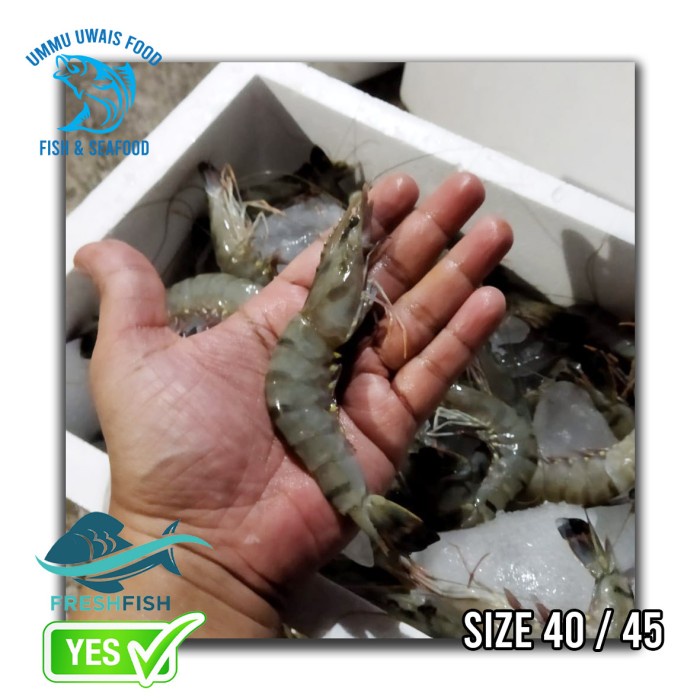 

Udang Segar Fresh Udang Pancet - 1 Kilogram