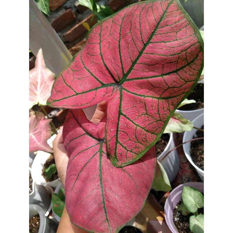 Caladium Keladi Thailand Anakan kode H
