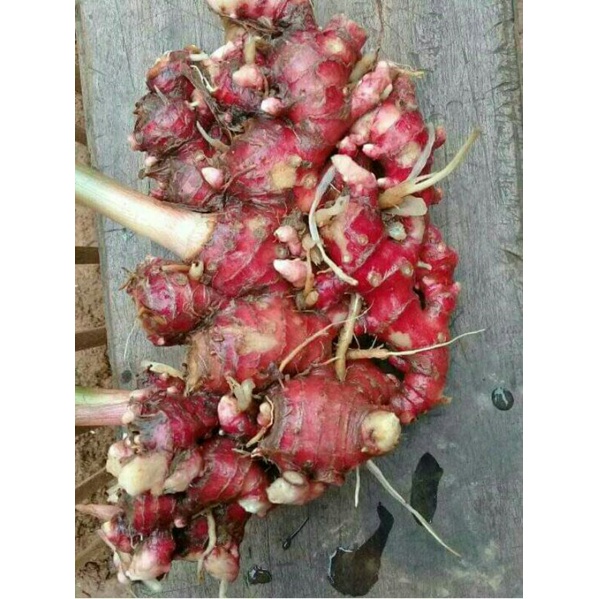 Jahe merah 1kg