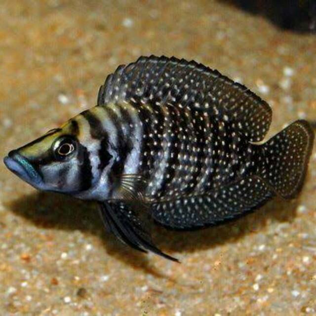 Altolamprologus Black Calvus Cichlid Lake Tanganyika