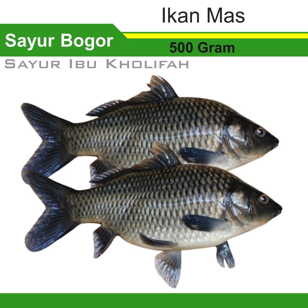 Ikan Mas Segar Gratis Potong 500 Gram Ikan Segar Bogor