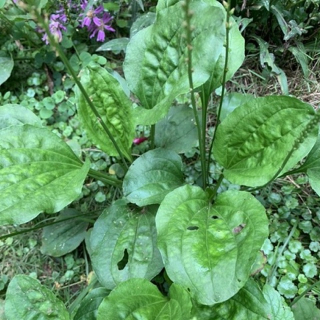 

Daun kiurat fres 500 gram