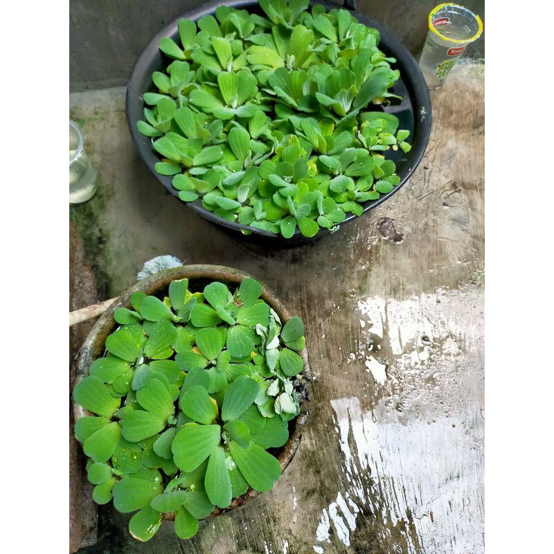 Tanaman air  Apu - Apu / Apu - Apu air