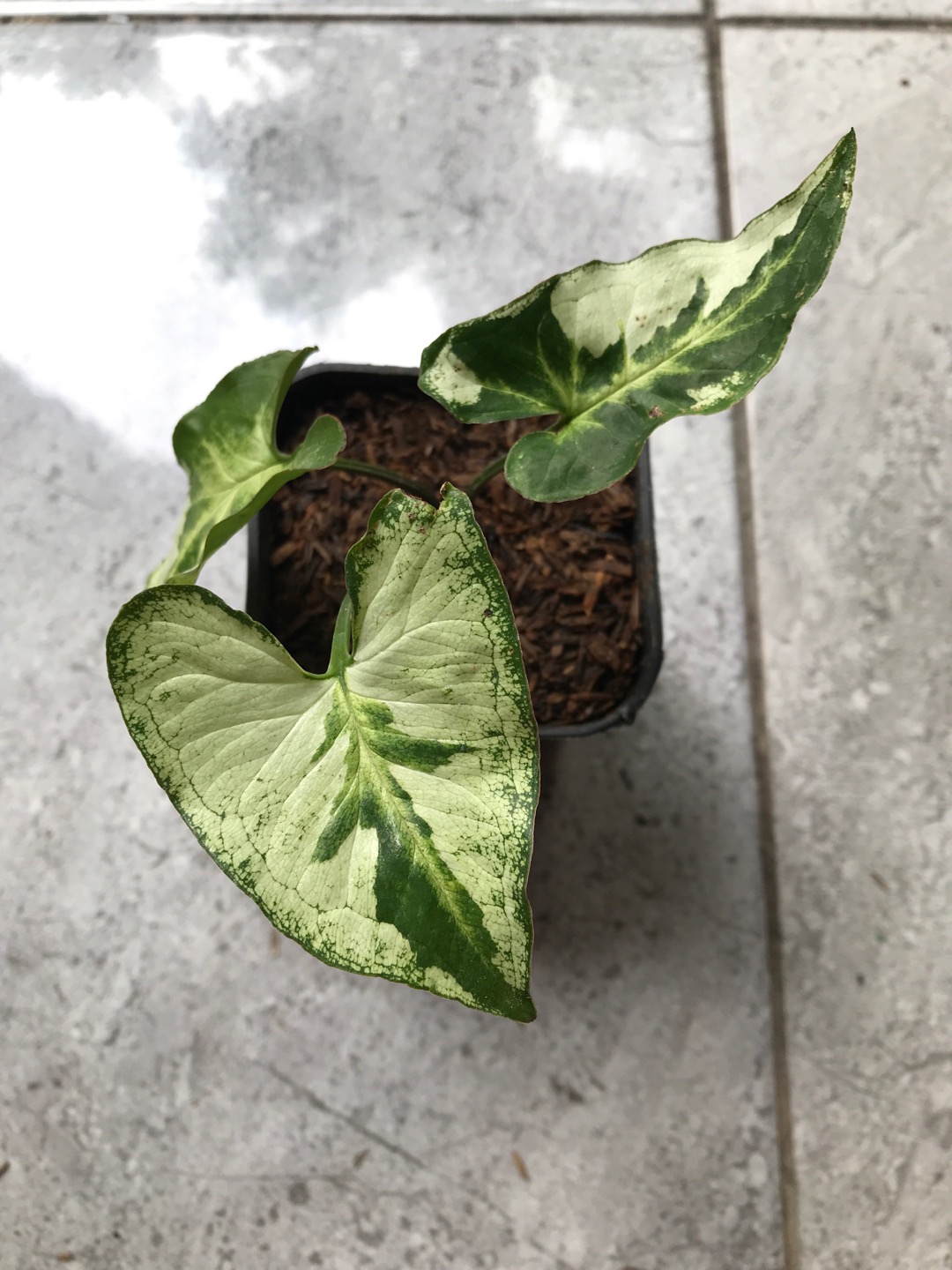 Syngonium Three King / Magic Marble